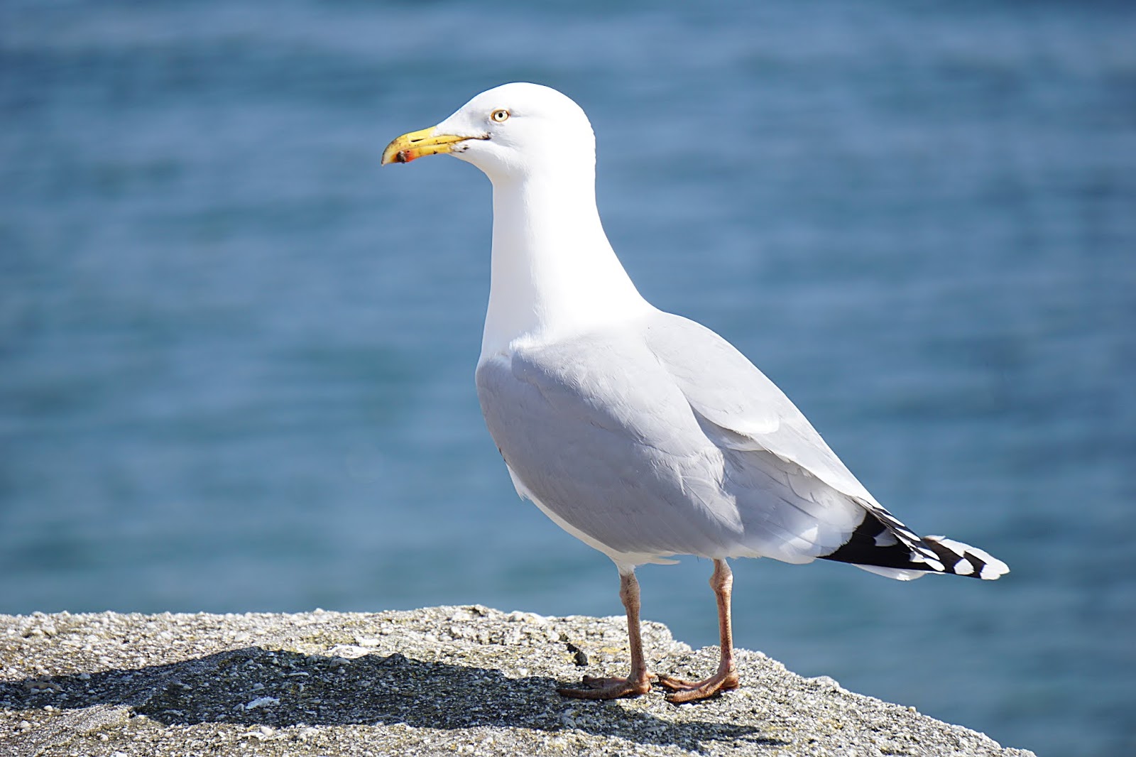 Seagulls: How the Wurst Was Won